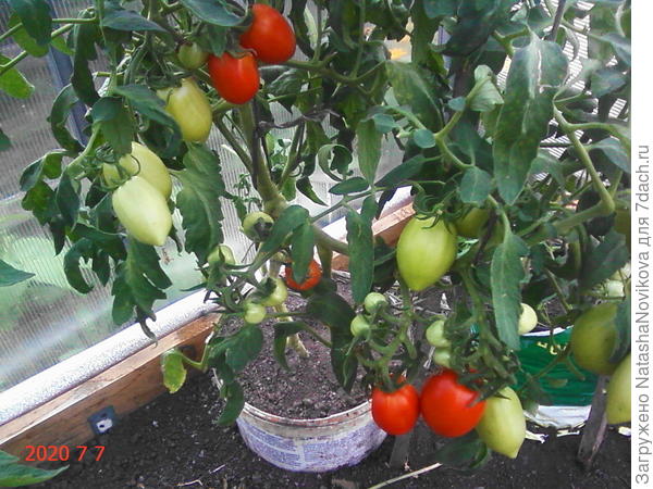 сливки "москвича" хороши для засола