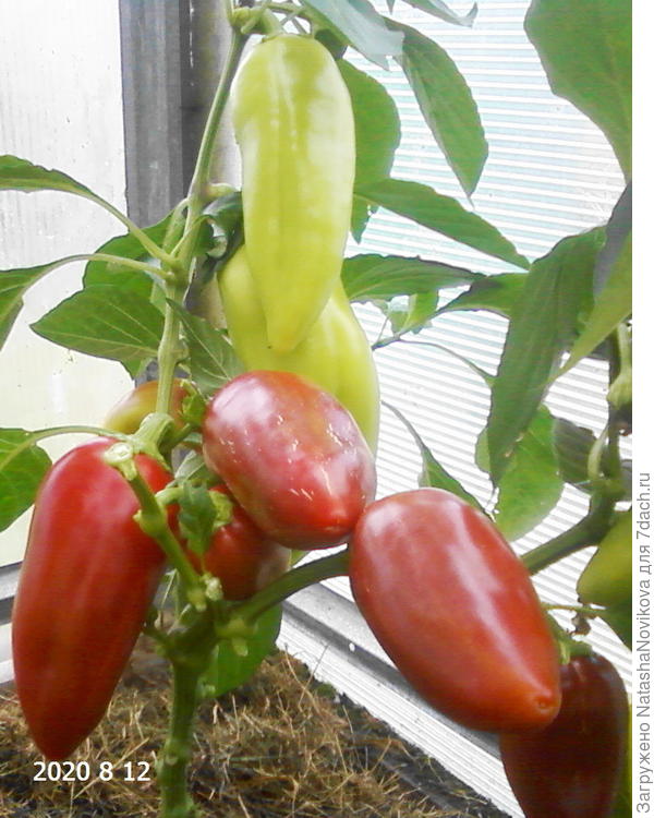 она же, я с прошлого сезона от неё в восторге