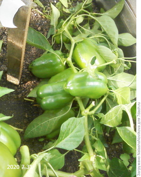 ещё один сломался под тяжестью плодов