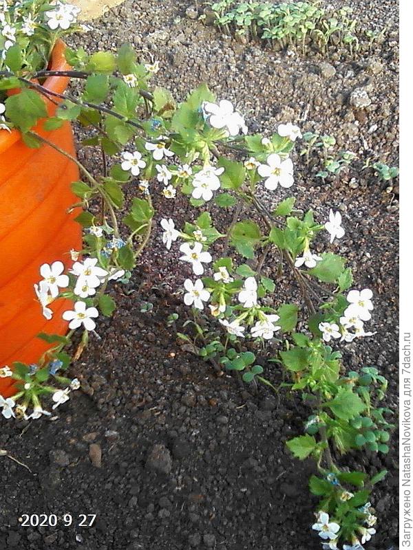 прикопать можно пока только с одной веточки