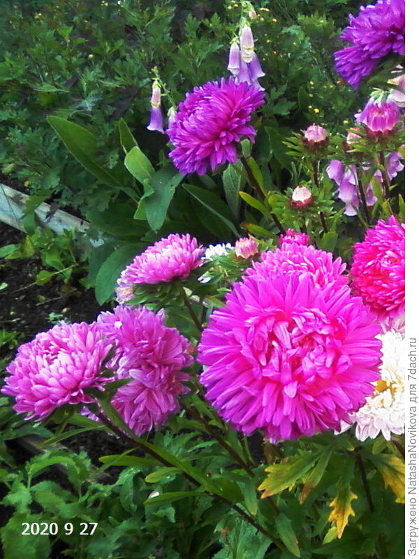 последние в этом сезоне, два дня назад