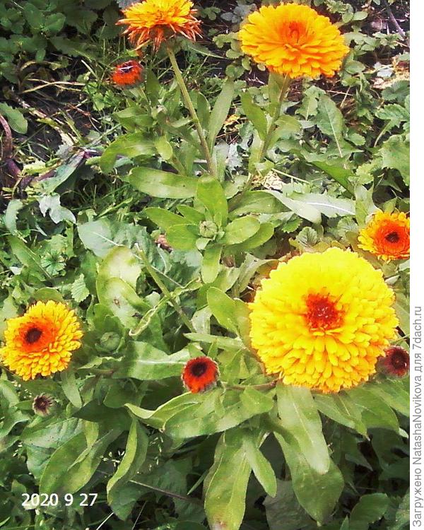 последний поцелуй после жаркого лета :))