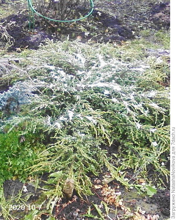 воспрял под перым снегм казацкий, распушился, весной продолжу опрыскивать тиовит джетом, препарат фунгицид и акарицид в одном флаконе