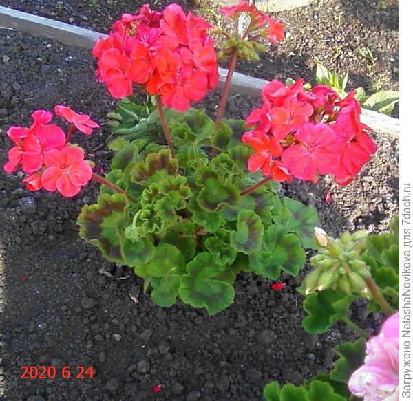 зональные уже в стаканчиках на окне