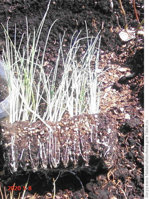 перед высадкой в грядку