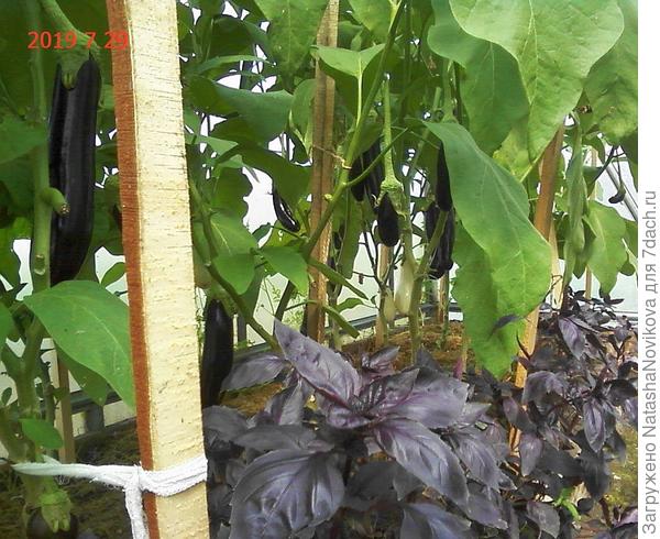 очень удобно)) в теплице урожай под рукой