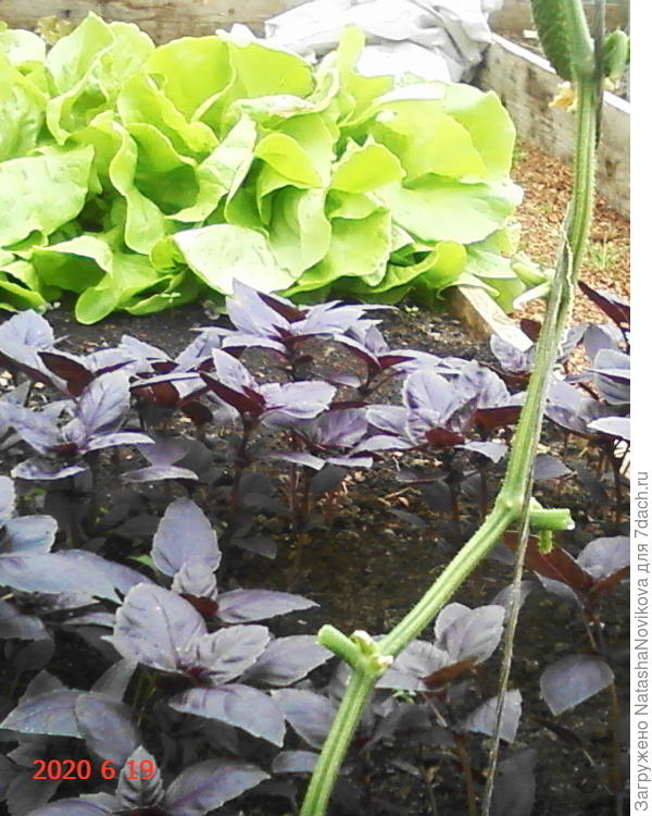 все салаты, травки вкусные всегда в теплицах чистенькие))