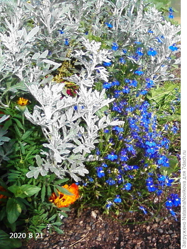 на мой взгляд серебристая полынь легко находит себе компаньонов :))