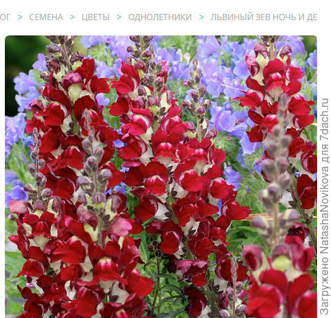 сорт &quot;день и ночь&quot;