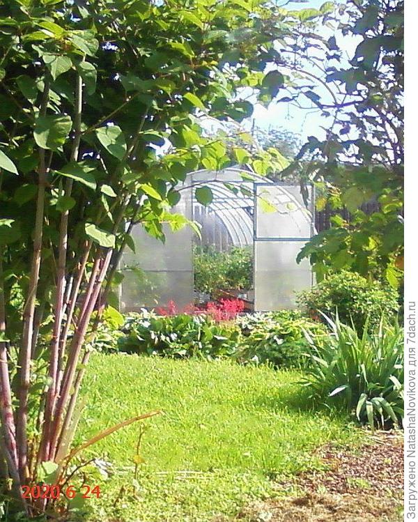 по лужайке выскакивают отростки гречихи, но они легко выдёргиваются