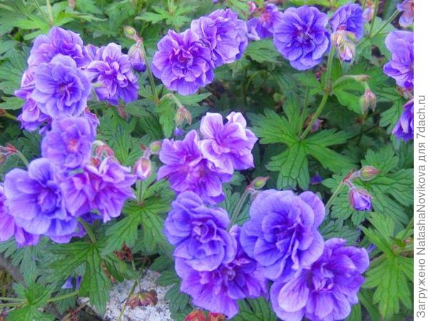 такая очень нравится