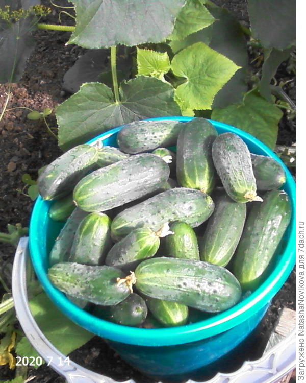 урожайный сорт.