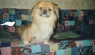 пекинеска Санта