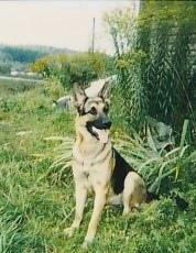 немочка Альма