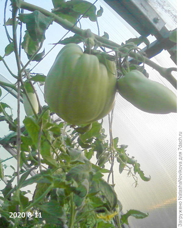 семь кистей выдавал