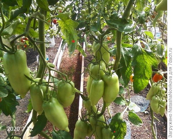 в конце июля всё таки подхватил грибок, но на урожае практически не отразилось