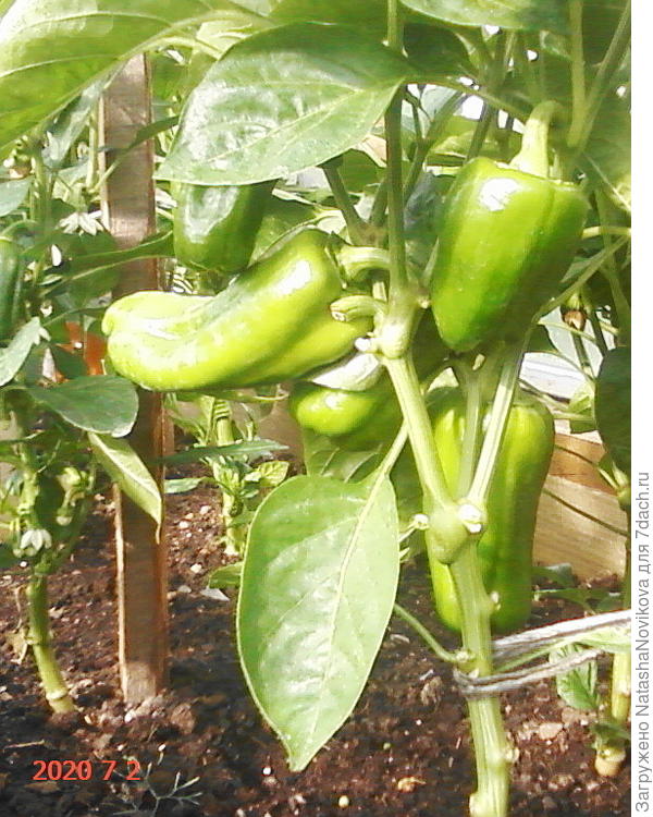 здесь наверное 0,5 м по прямой, а по зигзагу ровно 35 см