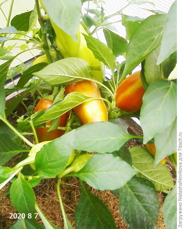 позднее лес - тесно