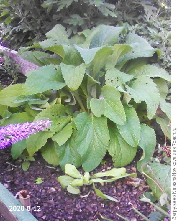 фотографирую для себя, что бы весной не забыть))