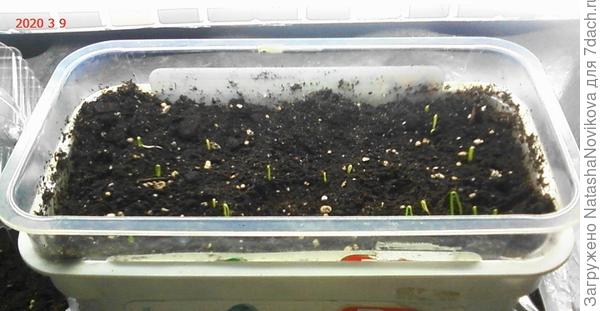 9 марта взошел