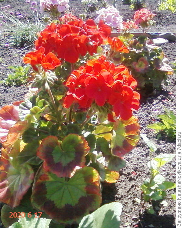 эту обрезала и на зиму в горшок