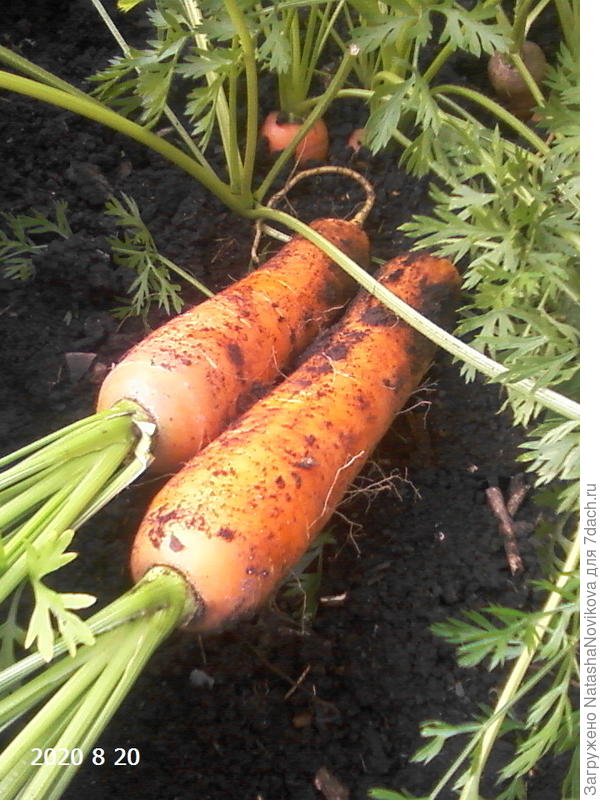 хоть и взросленькая, но чистится легко))