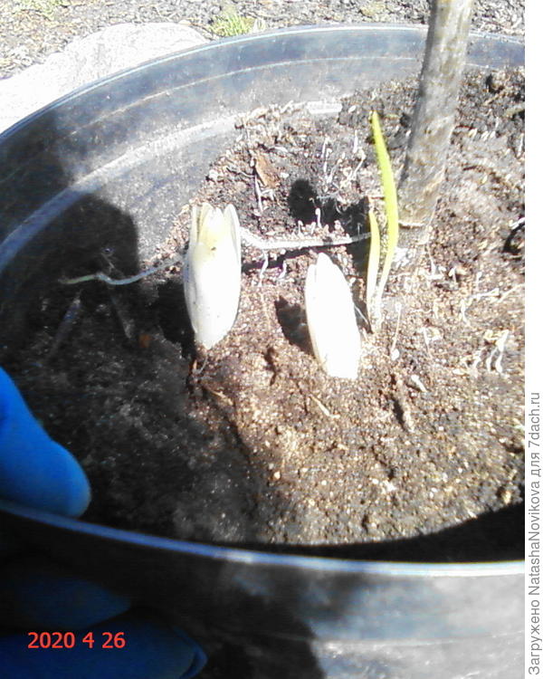 &amp;quot; миледи&amp;quot;весной следующего года