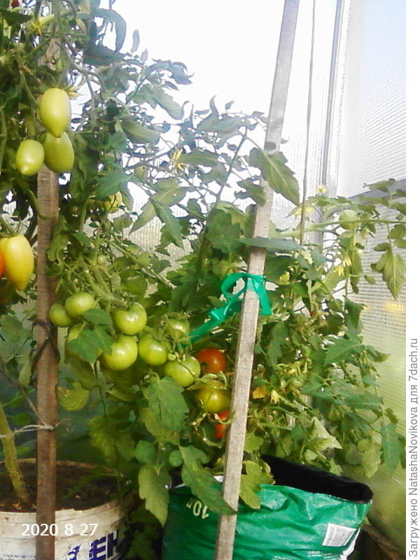 томаты можно выращивать в вёдрах или мешках