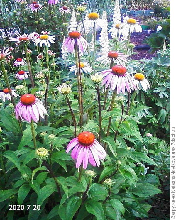 пурпурная с люпинами