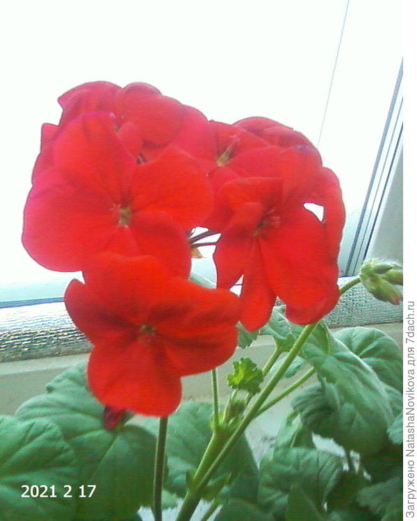 только на западном окне