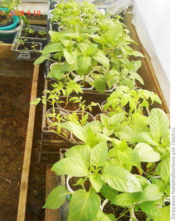 перчики в теплице