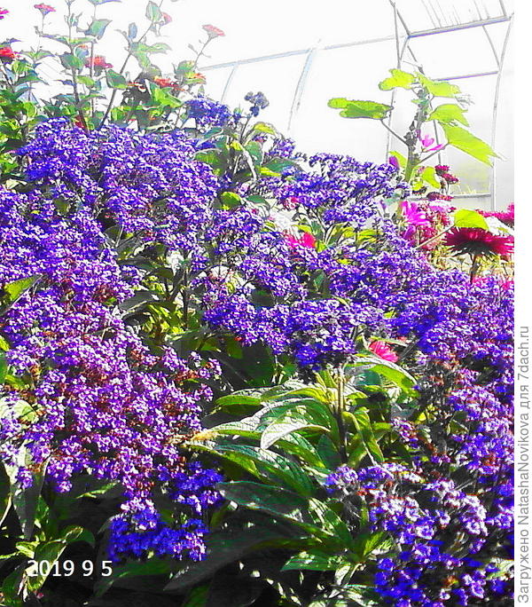 5 сентября, уже не очень ярко, но цвёл.