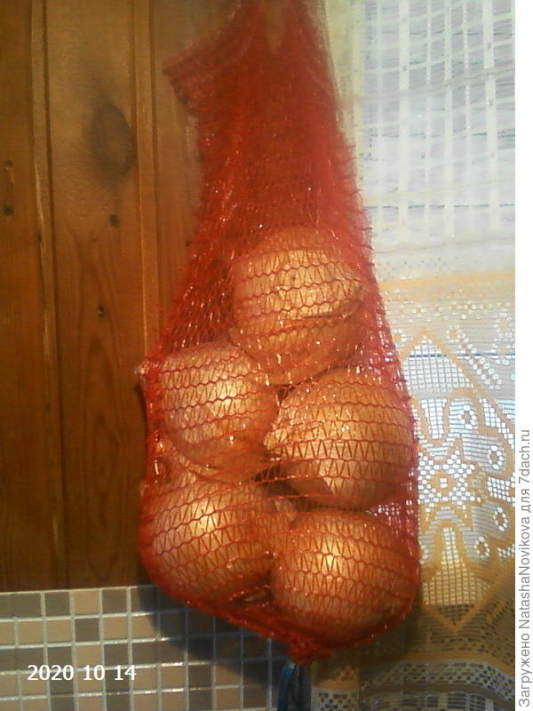 Середина октября, последние запасы выращенного лука