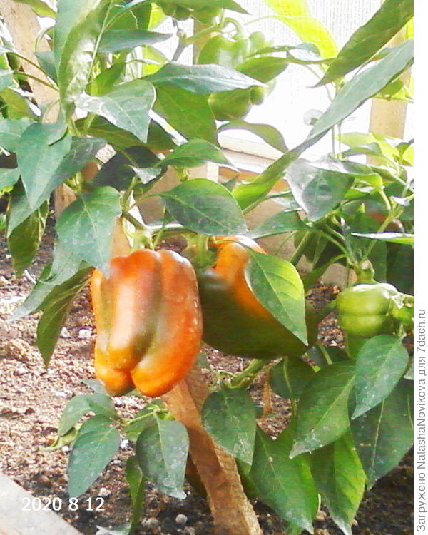 Перец Оранжевый мармелад F1. Описание сорта, выращивание, фото
