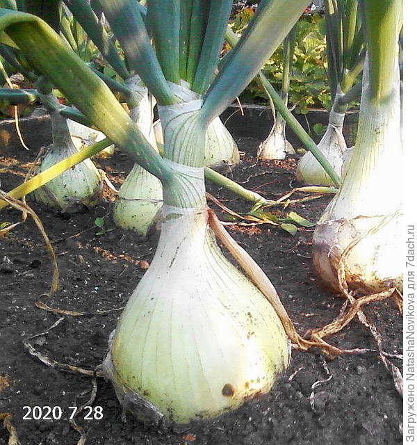 Конец июля, полмесяца до уборки, лук налился