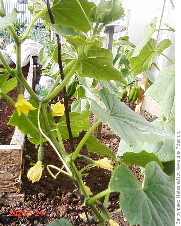 &quot;пташка&quot; напротив &quot;колибри&quot;