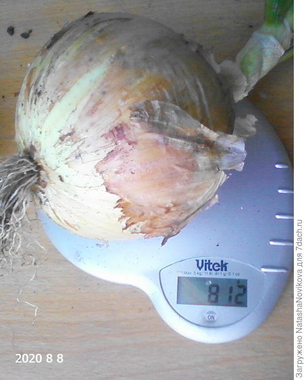 Взвешиваю &#39;Эксибишен