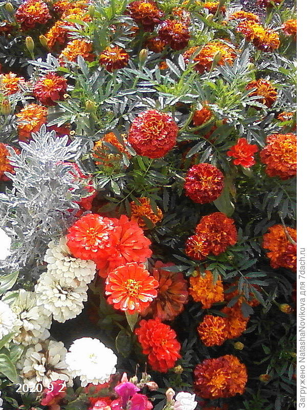 карликовые цинии с бархатцами