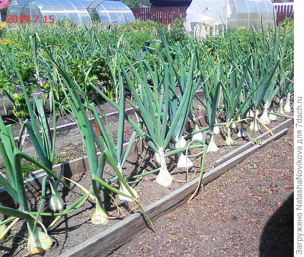 я в 2019 году густо высадила и лук был мельче