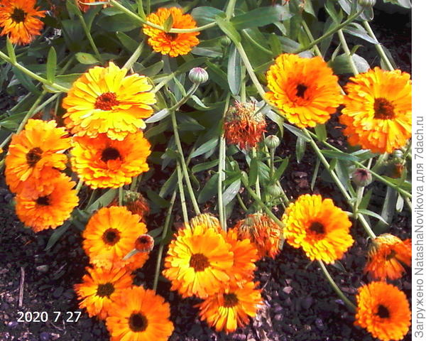 семена под зиму сею - весной как новенькая