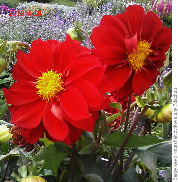 эти были любимыми, но не сохранились