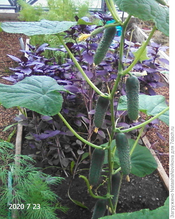 выращиваю только в теплицах, на улице аромат теряется