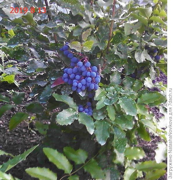 наш сибирский виноград))
