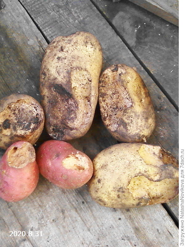 грызли крупную и не очень крупную