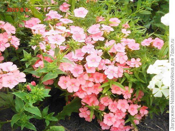 точно, похоже на коврик :))