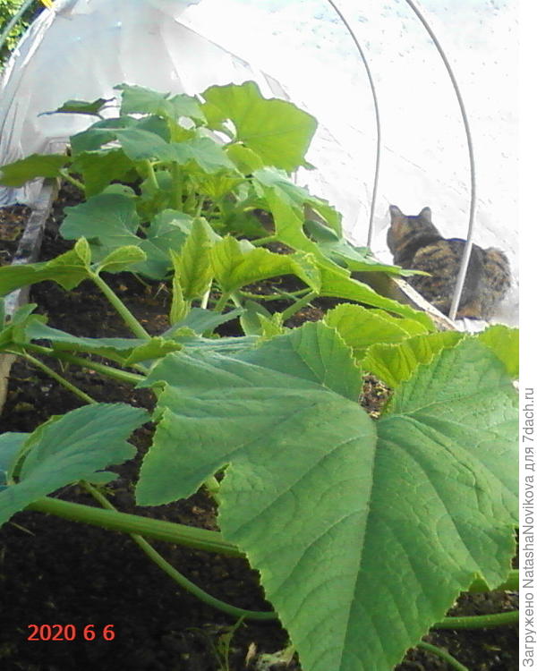 огородница :))