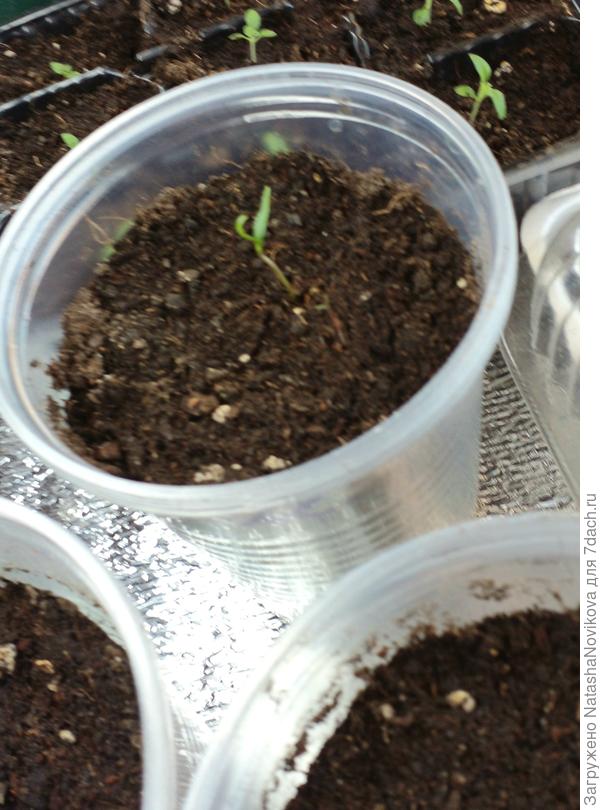 кривенький и хиленький, преждевременно проснувшийся, но живой))