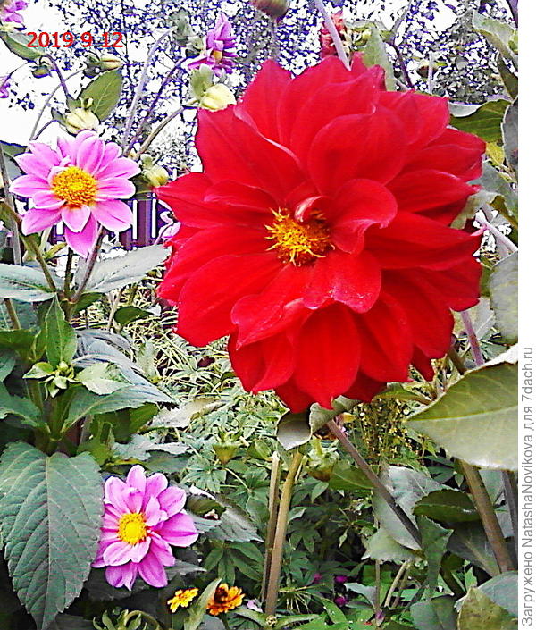 и по красоте не уступают многолетним :))