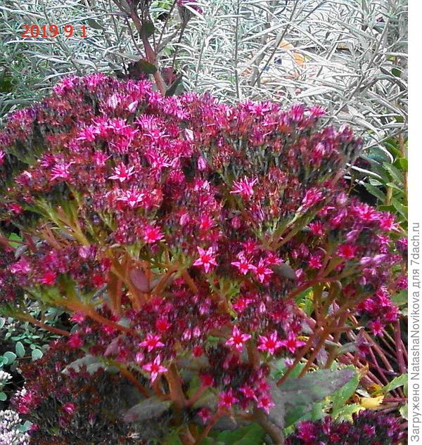 яркие и красочные одновременно