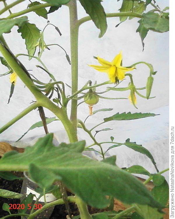 завязывается